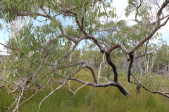 Eucalyptus latisinensis
