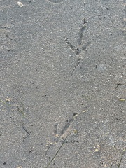 Coragyps atratus