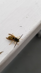 Vespula flavopilosa