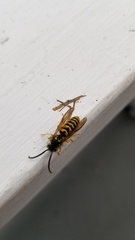 Vespula flavopilosa