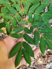 Archidendron lovelliae