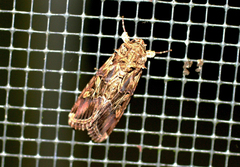Spodoptera