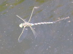 Zosteraeschna minuscula