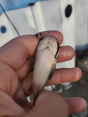 Ameiurus catus