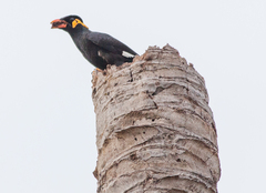 Gracula religiosa