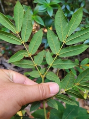 Archidendron lovelliae