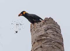 Gracula religiosa