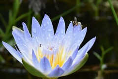 Toxomerus floralis
