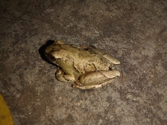 Hyperolius viridiflavus