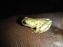 Hyperolius viridiflavus