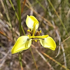 Moraea bellendenii