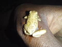 Hyperolius viridiflavus