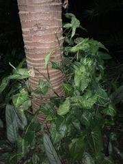 Syngonium podophyllum
