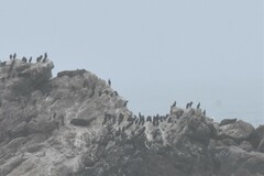 Arctocephalus pusillus pusillus