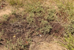 Hermannia lavandulifolia