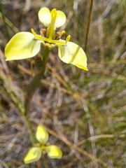 Moraea bellendenii