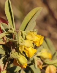 Hermannia lavandulifolia