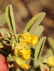 Hermannia lavandulifolia
