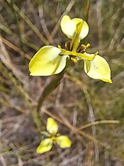 Moraea bellendenii