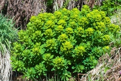Euphorbia insularis