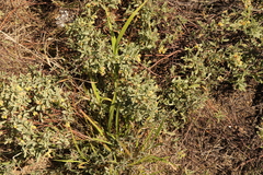 Hermannia lavandulifolia