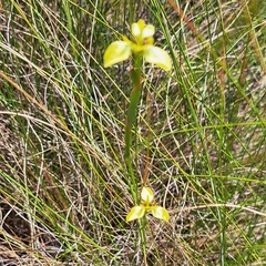 Moraea bellendenii