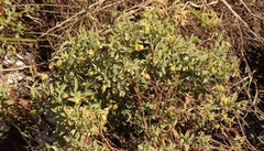 Hermannia lavandulifolia