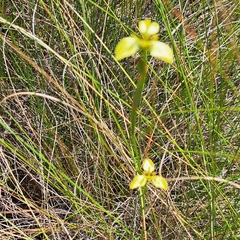 Moraea bellendenii