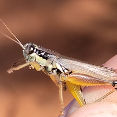 Paroxya atlantica