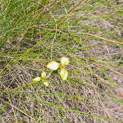 Moraea bellendenii