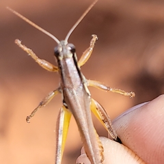Paroxya atlantica