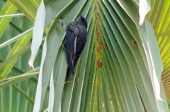 Cypsiurus parvus