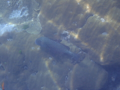 Plectorhinchus chaetodonoides