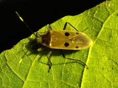 Physopelta quadriguttata