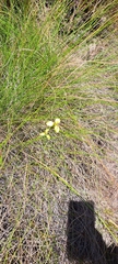 Moraea bellendenii