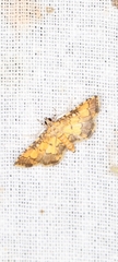 Lamprosema