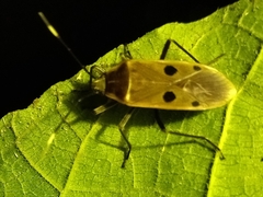 Physopelta quadriguttata