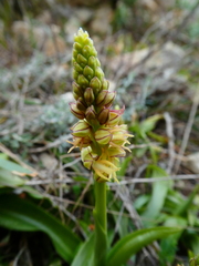 Orchis anthropophora