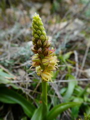Orchis anthropophora