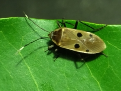 Physopelta quadriguttata