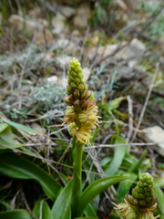 Orchis anthropophora