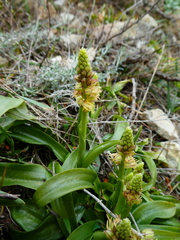 Orchis anthropophora