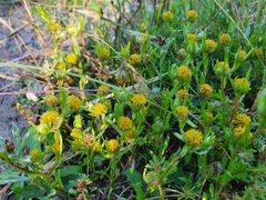 Triptilodiscus pygmaeus