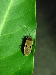 Physopelta quadriguttata