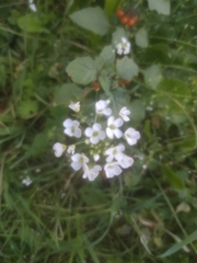 Pachyphragma macrophyllum