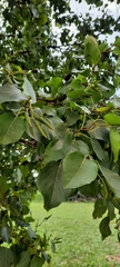 Alnus cordata