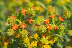 Euphorbia spinosa