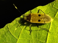 Physopelta quadriguttata