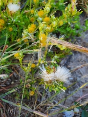 Triptilodiscus pygmaeus