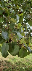 Alnus cordata